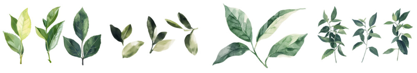 Poster - The watercolor illustration of tropical plants with green leaves on an isolated white background serves as a botanical painting of a ficus