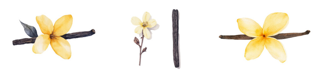 Aufkleber - Vanilla flowers are illustrated in a delicate watercolor botanical drawing against an isolated white background