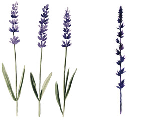 Poster - Lavender flowers are illustrated in a watercolor botanical painting on a background of pure white isolation