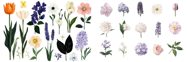 Poster - Assortment of spring flora, isolated setting, watercolor style, botanical art, including tulip, hyacinth, daffodil, lilac, roses, leaves, iris, hellebore, muscari, succulent, sweet peas, lavender,