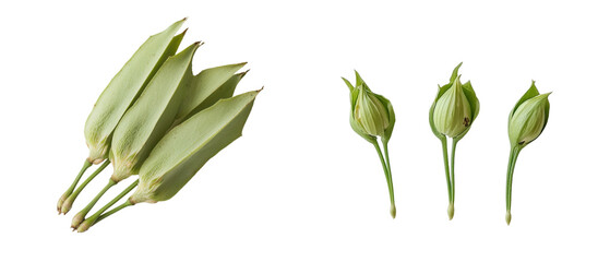 Poster - Seeds from the maple tree, or acer pseudoplatanus, can be seen in pictures as solitary objects on a white background, captured from a top-down perspective