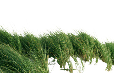 Poster - On a white background, dry grass with seeds is isolated, complete with clipping path