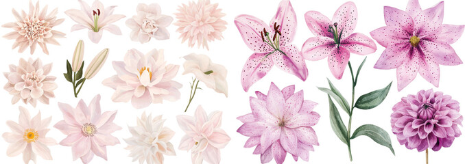 Poster - Elegant dahlias and lilies in pink hues are depicted in a watercolor illustration on a white background with no other elements