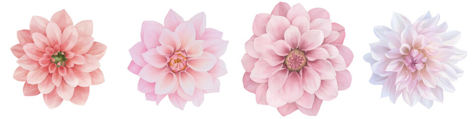 Poster - A pink dahlia flower is depicted in watercolor on an isolated white background, making it perfect for a greeting card or a botanical illustration