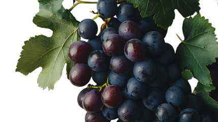 Poster - Fresh grapes of cardinal variety are shown with a green leaf on a plain white background