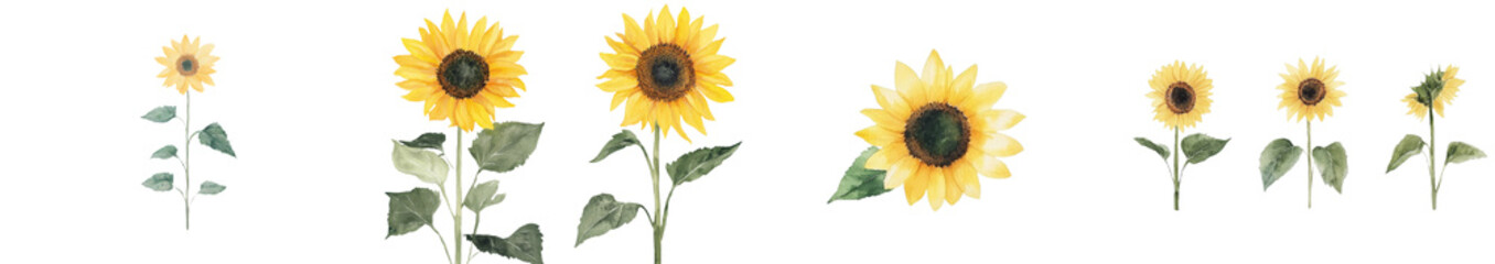 Poster - The depiction of a yellow sunflower on a white background is a watercolor botanical illustration, hand drawn to showcase a summer flower