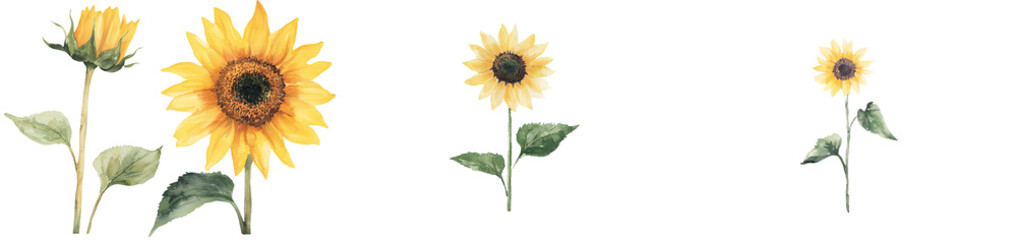 Poster - Sunflower watercolor botanical illustrations, drawn by hand, are great for adding a personal touch to wedding invitations and postcards