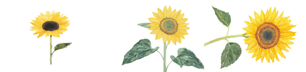 Poster - A sunflower, characterized by its yellow color, is depicted in a hand-drawn, watercolor botanical illustration on a white background