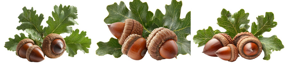 Poster - In autumn, a branch of oak leaves and an acorn with yellow and green foliage is isolated on a white background