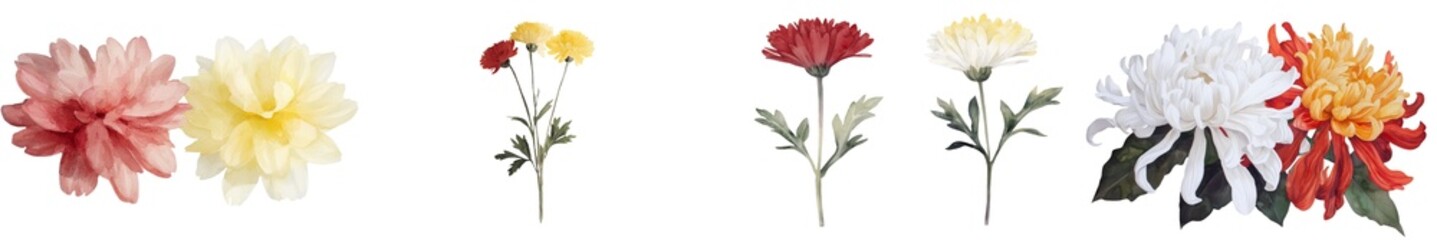 Poster - Hand drawing of a vintage flower set, including a watercolor chrysanthemum in a botanical illustration style