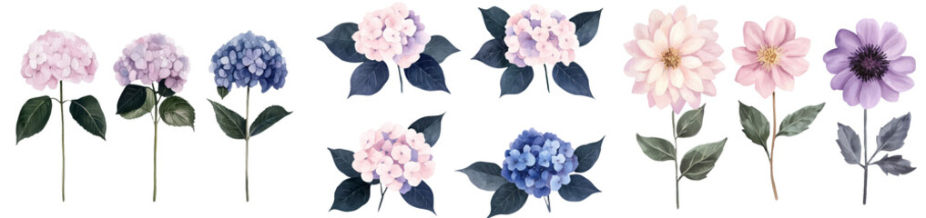 Aufkleber - Dahlias and hydrangeas are prominently displayed in a beautiful set of flowers, illustrated in a watercolor botanical style with hand drawing on a white background