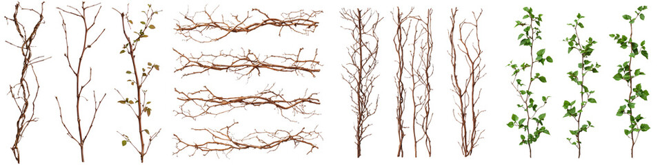 a collection of various bare wooden branches and green leafy vines arranged against a clean white ba