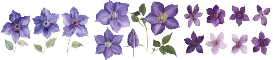 Poster - On a white background, a beautiful purple flower is illustrated in watercolor, with intricate hand drawings that showcase its botanical characteristics as a clematis