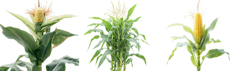 Poster - The image features a young green corn stalk sprouting into a plant, isolated on a white background