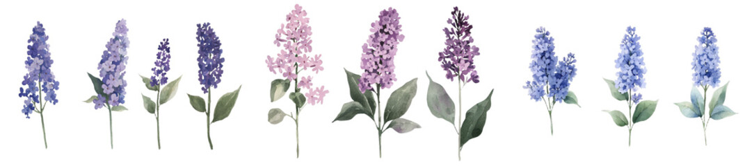 Fototapete - This illustration is a hand-drawn watercolor depiction of a set of lilac flowers positioned on a white background