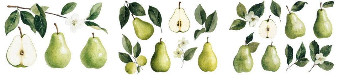 Poster - The fruit of bergamot is illustrated in watercolor botanical art, set on a white background with no other elements
