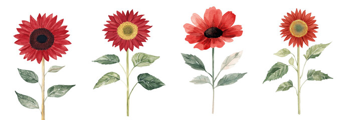 Poster - Autumn flora is illustrated through a watercolor depiction of a red sunflower set against an isolated white background