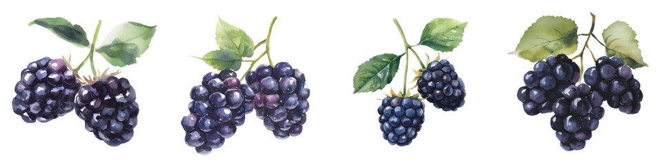 Poster - The watercolor botanical illustration shows blackberries on an isolated white background