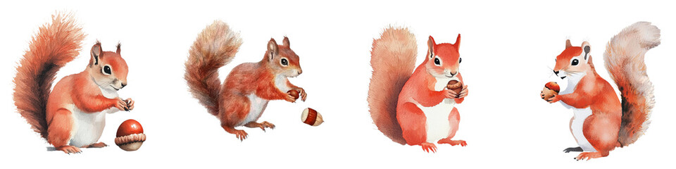 Poster - An isolated white background provides the setting for a watercolor painting of a squirrel with a nut