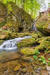 Wall Mural - landscape with river among rock in forest. clear water stream in nature green environment. beautiful
