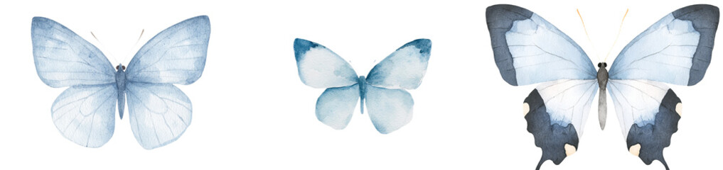 Poster - On an isolated white background, a watercolor illustration of a blue butterfly has been meticulously hand drawn and painted