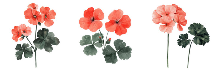 Aufkleber - A beautiful, isolated red geranium flower, hand-painted in watercolor, represents the vibrant colors of spring