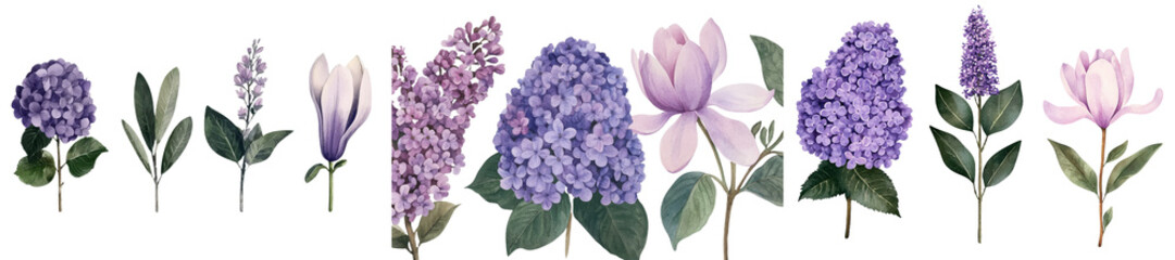 Poster - Beautiful flowers, specifically tulip, hydrangea, and lilac, are illustrated in watercolor style on a pristine isolated white background