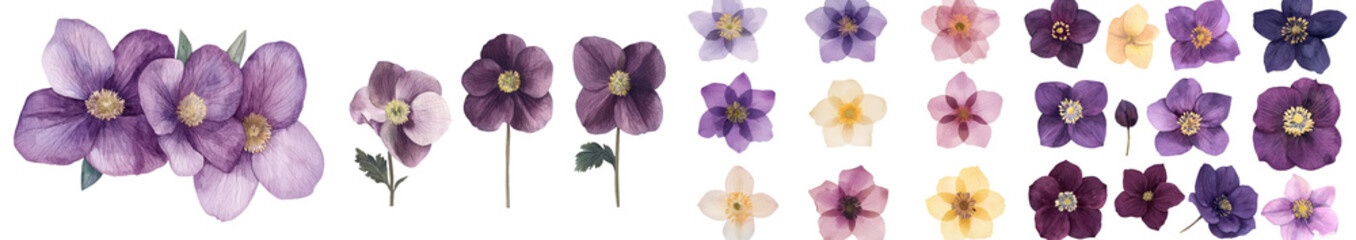 Poster - Botanical illustrations featuring isolated hellebores on a white background are rendered in a delicate watercolor style with floral elements