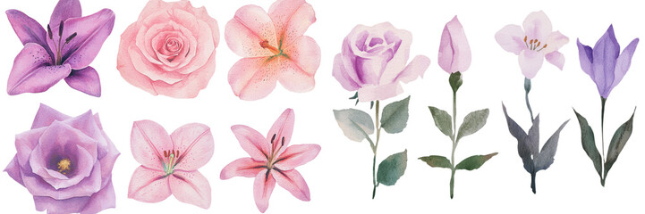Poster - Display pink flowers, such as lilies and roses, on an empty white background, created using watercolor techniques, for a greeting card design