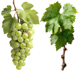 Poster - Lush green ivy foliage cut out and isolated on a transparent background, a climbing plant in summer for high-quality professional compositions