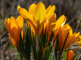 Yellow crocus flowers on the ground in spring