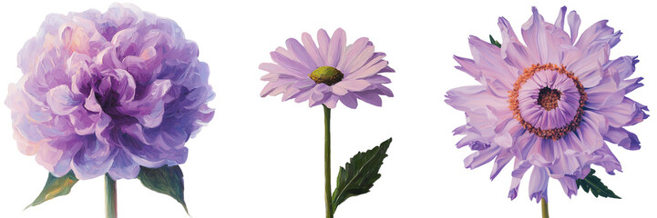 Poster - On a transparent background a purple daisy was generated by stock