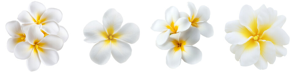 Aufkleber - Generative ai is used to create an image of a frangipani flower isolated on a transparent background