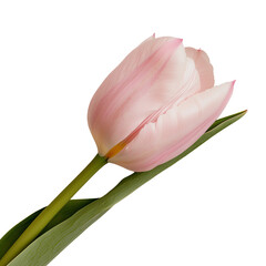 Fototapete - The image features a solitary pink tulip on a transparent background, produced by generative AI technology