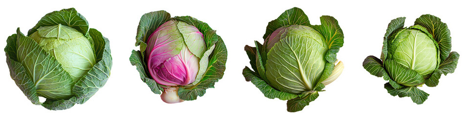 Poster - On a transparent background, a fresh green cabbage is depicted in isolation, courtesy of Generative Ai