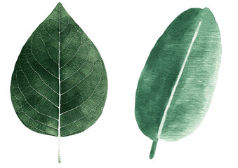 Poster - The image features a green palm leaf, referred to as a tropical leaf, in a watercolor painting style, presented on a clean white background as part of a jungle-themed clipart collection