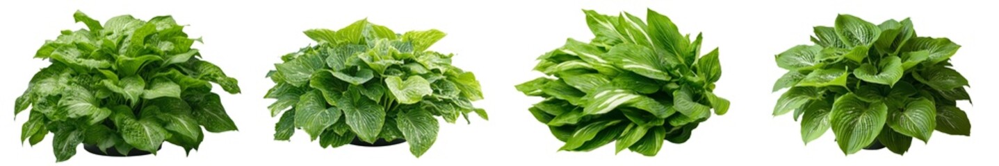 Poster - On a transparent background, a green leaves hosta plant bush is isolated, with a clipping path and cut out, created as a 3D render