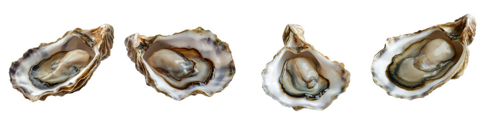 Poster - An isolated oyster shell on a clear background generated by Generative Ai