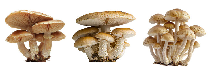 Poster - The image of a Shiitake Mushroom isolated on a transparent background was generated using Ai
