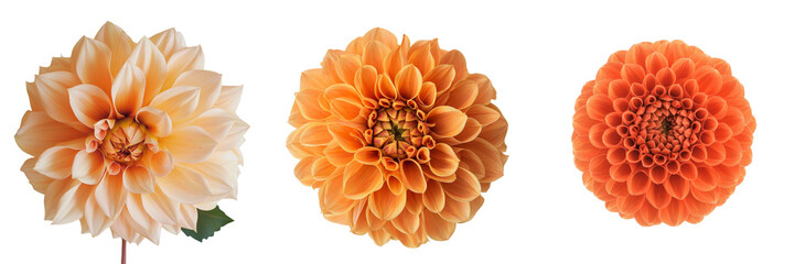Aufkleber - An image of an orange dahlia flower isolated on a transparent background was generated using Generative Ai
