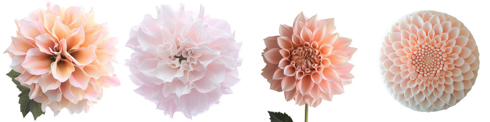 Poster - A transparent background isolates a pink dahlia flower in a Generative Ai image