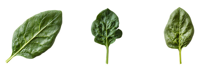 Poster - Generative Ai has generated an image of an isolated spinach leaf on a transparent background