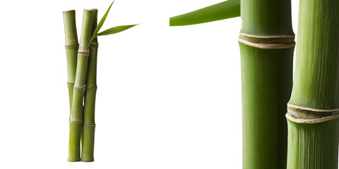 Poster - The image of sugarcane on a transparent background was generated using stock techniques