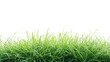 © Fly Frames - Green grass growing on transparent background for easy integration