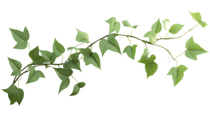 Wall Mural - ivy branch with green leaves growing on transparent background