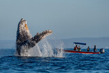 humpback whale breaching in front of whale watching boat in Todos Santos, Pacific Ocean, Baja California Sur Mexico