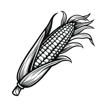 Corn, Popcorn vector illustration, hand drawn style, monochrome design, detailed vector, isolated on a white background
