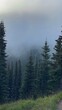 © Tedi S Photography - foggy morning in cascade mountain pine forest in Glacier Basin Mount Rainier National Park