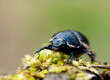 Żuk leśny (Anoplotrupes stercorosus)