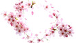 © Oleksandr - Cherry blossoms and petals falling in the shape of a circle isolated on a transparent background, detailed photo, png